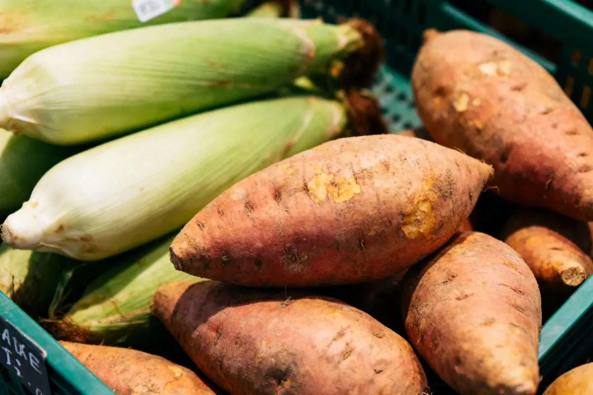 Patates douces et épis de maïs dans une caisse verte au marché.