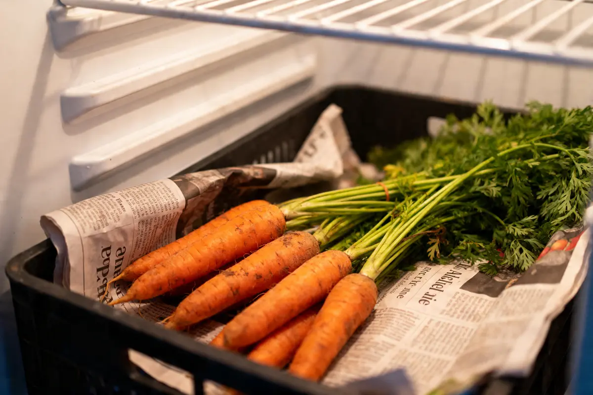 Carottes non lavées posées sur du papier journal dans un bac en plastique au réfrigérateur.