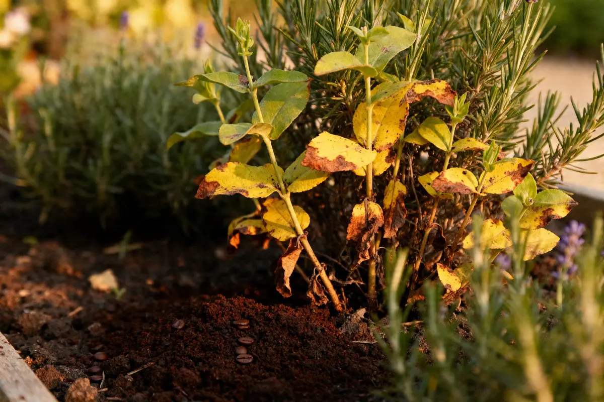 Quelle plante n’aime pas le marc de café ? Attention !