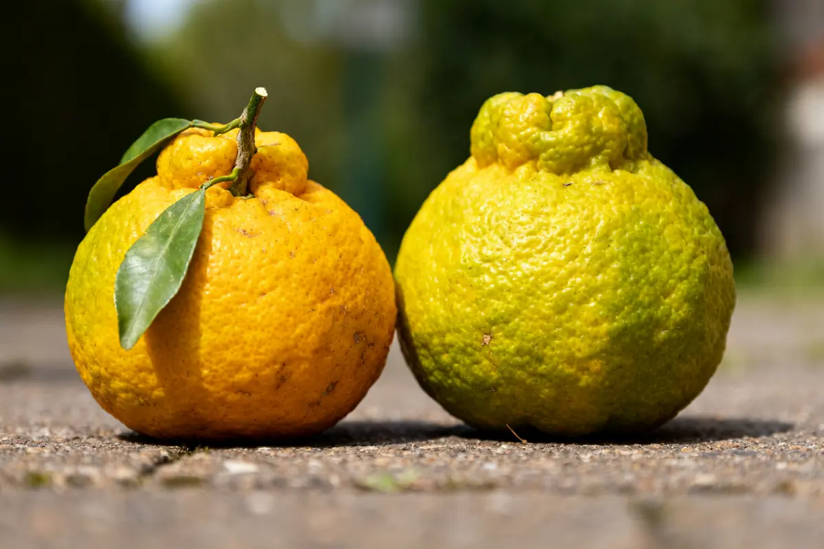 Deux ugli fruits jaunes et orangés posés sur sol flou en extérieur